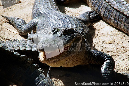 Image of american alligator with mouth open