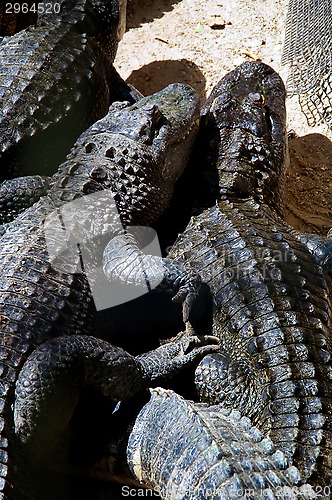 Image of two american alligators snuggling