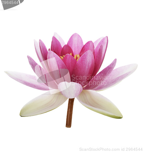 Image of Pink Waterlily Flower