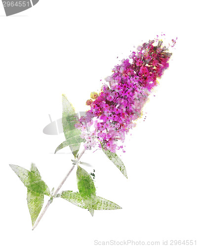 Image of Watercolor Image Of Butterfly Bush 