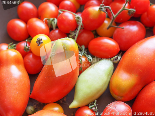 Image of Tomato vegetable