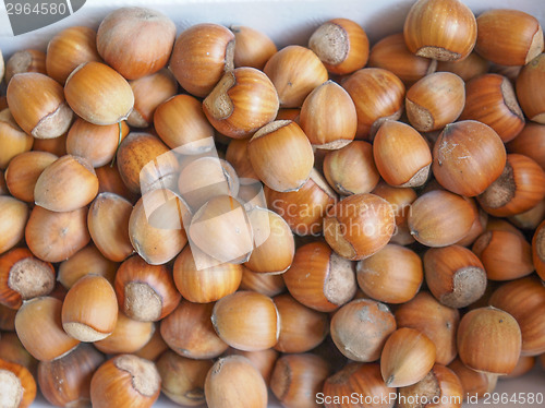 Image of Hazelnut fruit