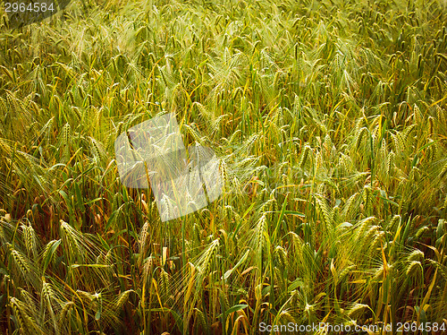 Image of Retro look Barleycorn field