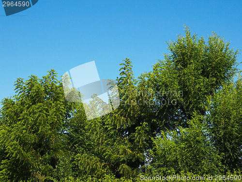 Image of Trees in a park