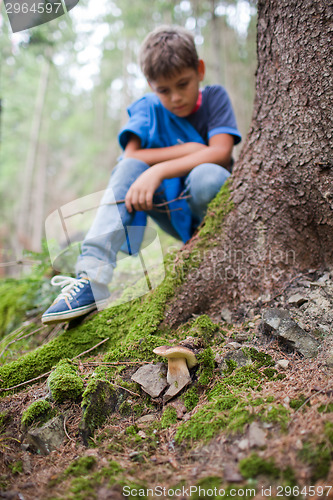 Image of Mushroom picking