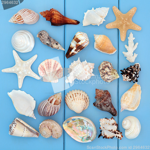 Image of Seashell Collage