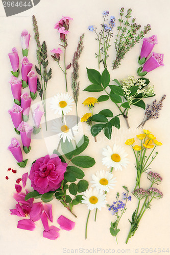 Image of Summer Floral Nature Study