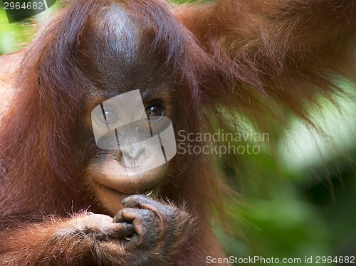 Image of Borneo Orangutan