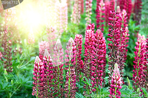 Image of Beautiful Lupine and sunlight