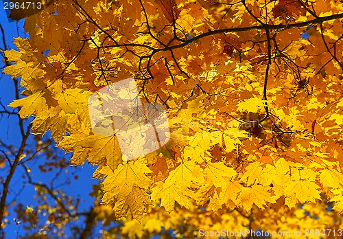 Image of Bright autumn maple foliage