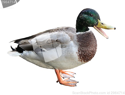 Image of Quacking Duck