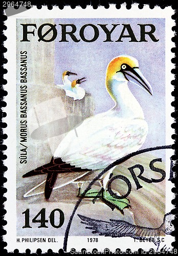 Image of Northern Gannet