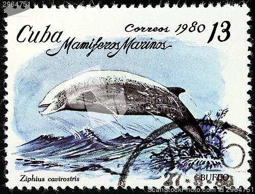Image of Cuvier's beaked whale
