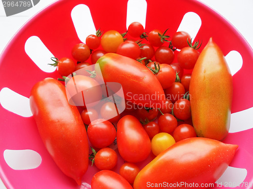 Image of Tomato vegetable