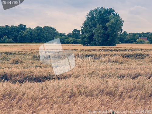 Image of Retro look Barleycorn field