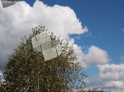 Image of Tree over sky