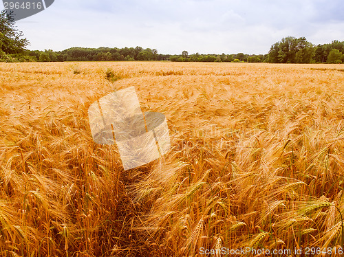 Image of Retro look Barleycorn field