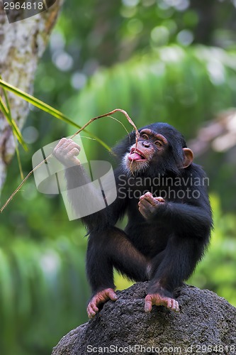 Image of Common Chimpanzee