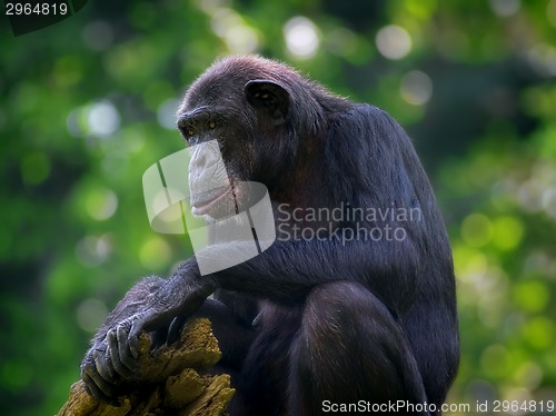 Image of Common Chimpanzee