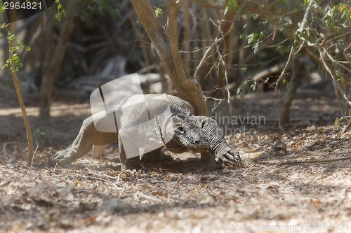 Image of Komodo Dragon