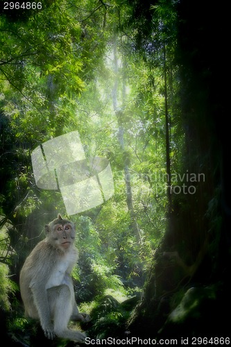 Image of Long-tailed Macaque Monkey