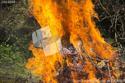 Image of Burning fire flame 