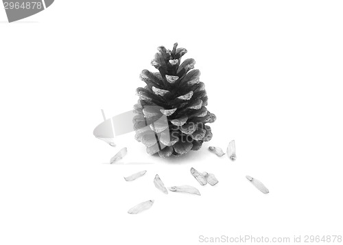 Image of Pine cone surrounded by seeds