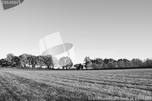 Image of Farm field edged by fall trees