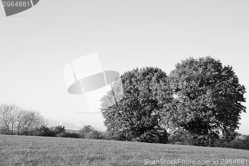 Image of Field with two oak trees on a bright fall day