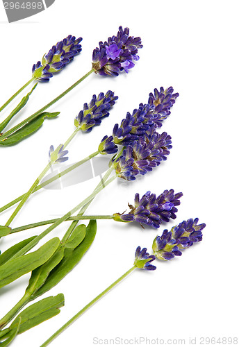 Image of Fresh lavender