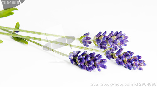 Image of Fresh lavender