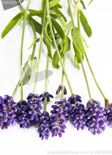 Image of Fresh lavender