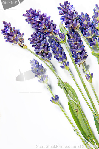 Image of Fresh lavender