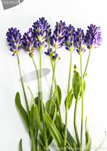 Image of Fresh lavender