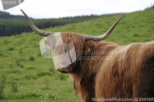 Image of Highland cow