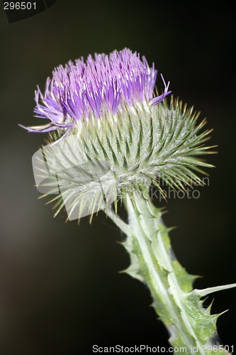 Image of Scottish Thistle