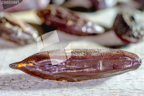 Image of  tonka beans