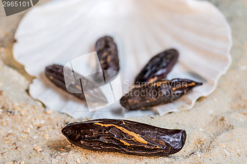 Image of  tonka beans