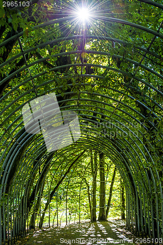 Image of archway of hornbeams with sun reflection