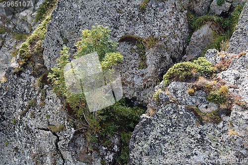 Image of mountain ash between the rocks