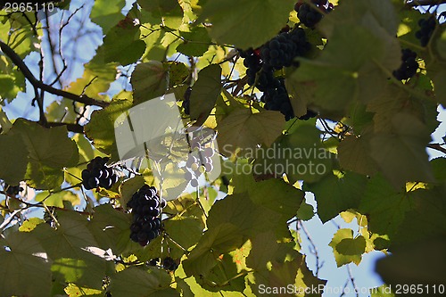 Image of fresh dark grapes on the vine