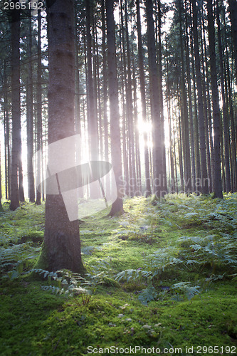 Image of Autumnal light in a forest