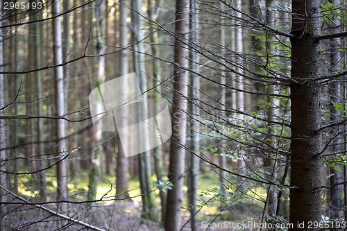 Image of Autumnal morning light in a forest