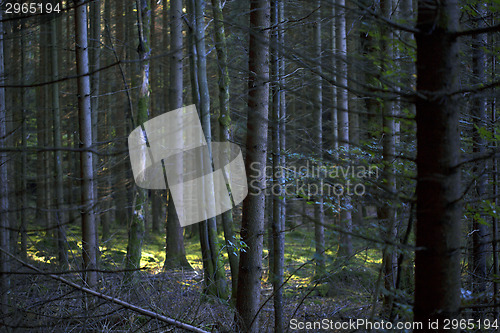 Image of Autumnal morning light in a forest