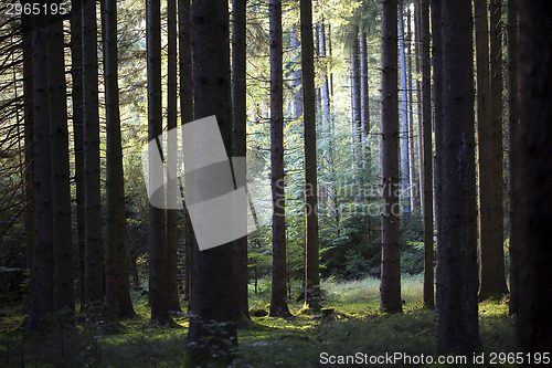 Image of Autumnal morning light in a forest