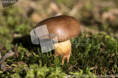 Image of Brown mushroom in the forest