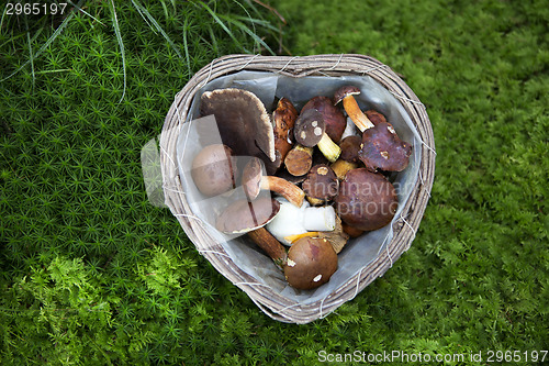 Image of Collected mushroom in a basket