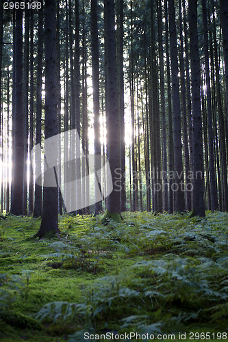 Image of Autumnal morning light in a forest