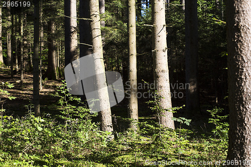 Image of Autumnal morning light in a forest