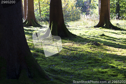Image of Autumnal morning light in a forest